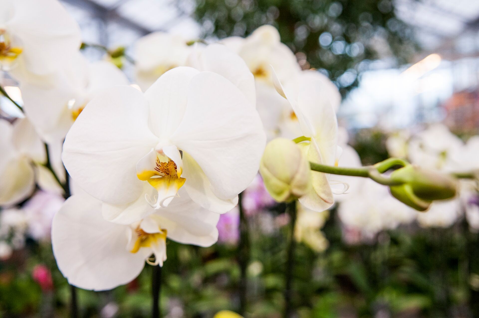 Un terreau approprié pour chaque orchidée Thumb