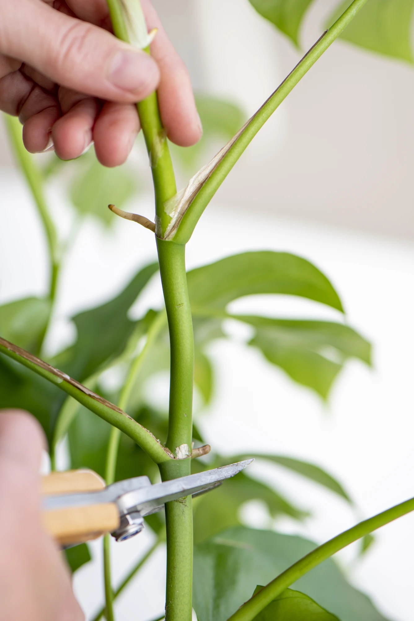 Bouturer vos propres plantes ? Voici comment procder | DCM