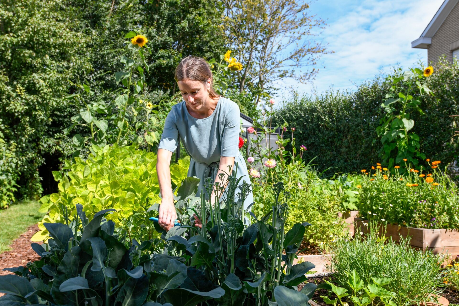 Un plan de potager, le secret de plantes fortes et de légumes sains ! Thumb
