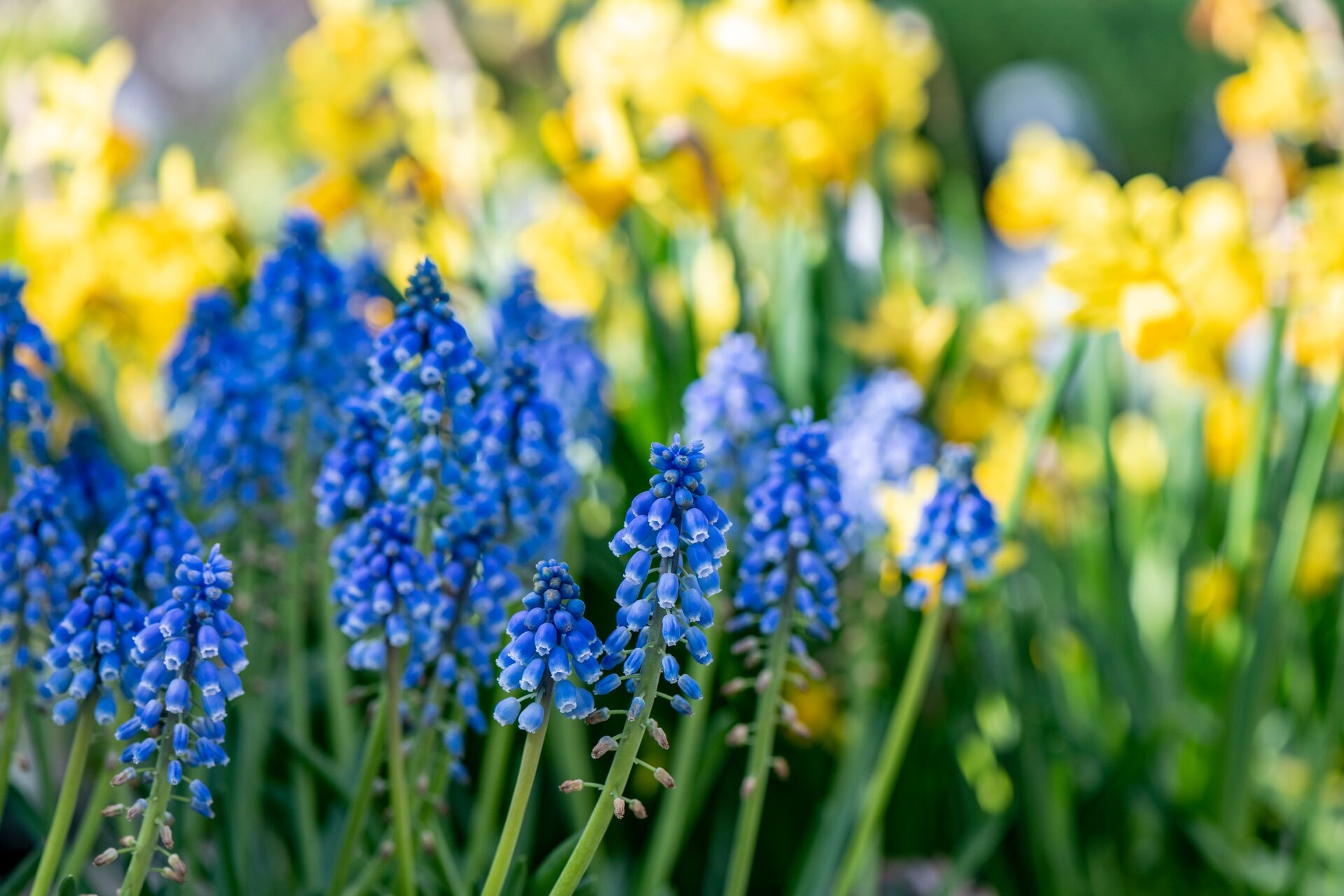 Des bulbes à fleurs au jardin ? 5 emplacements inhabituels Thumb