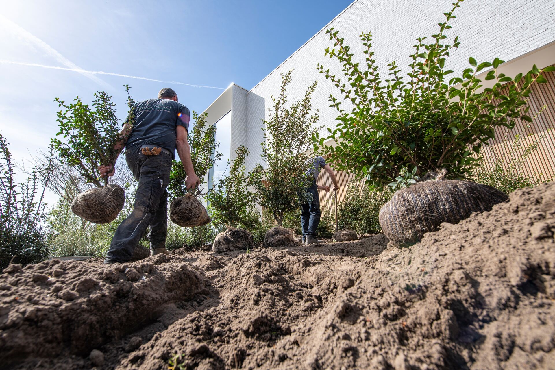 DCM VIVIMUS® conseils professionnels pour la plantation de haies Thumb