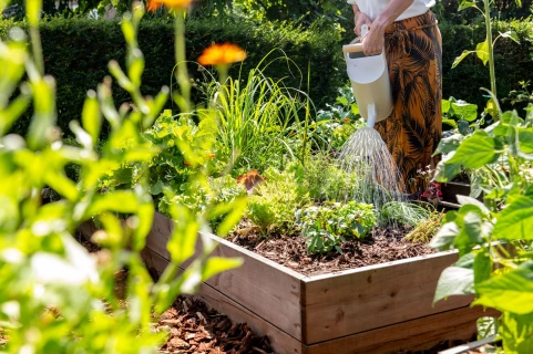 7 conseils pour un arrosage intelligent et économique au jardin Thumb