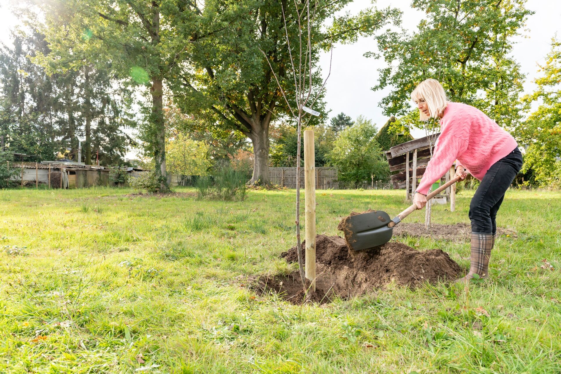 Quand et comment planter les arbres et arbres fruitiers ? Thumb