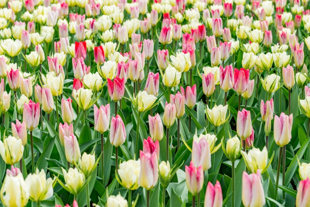Header image alt