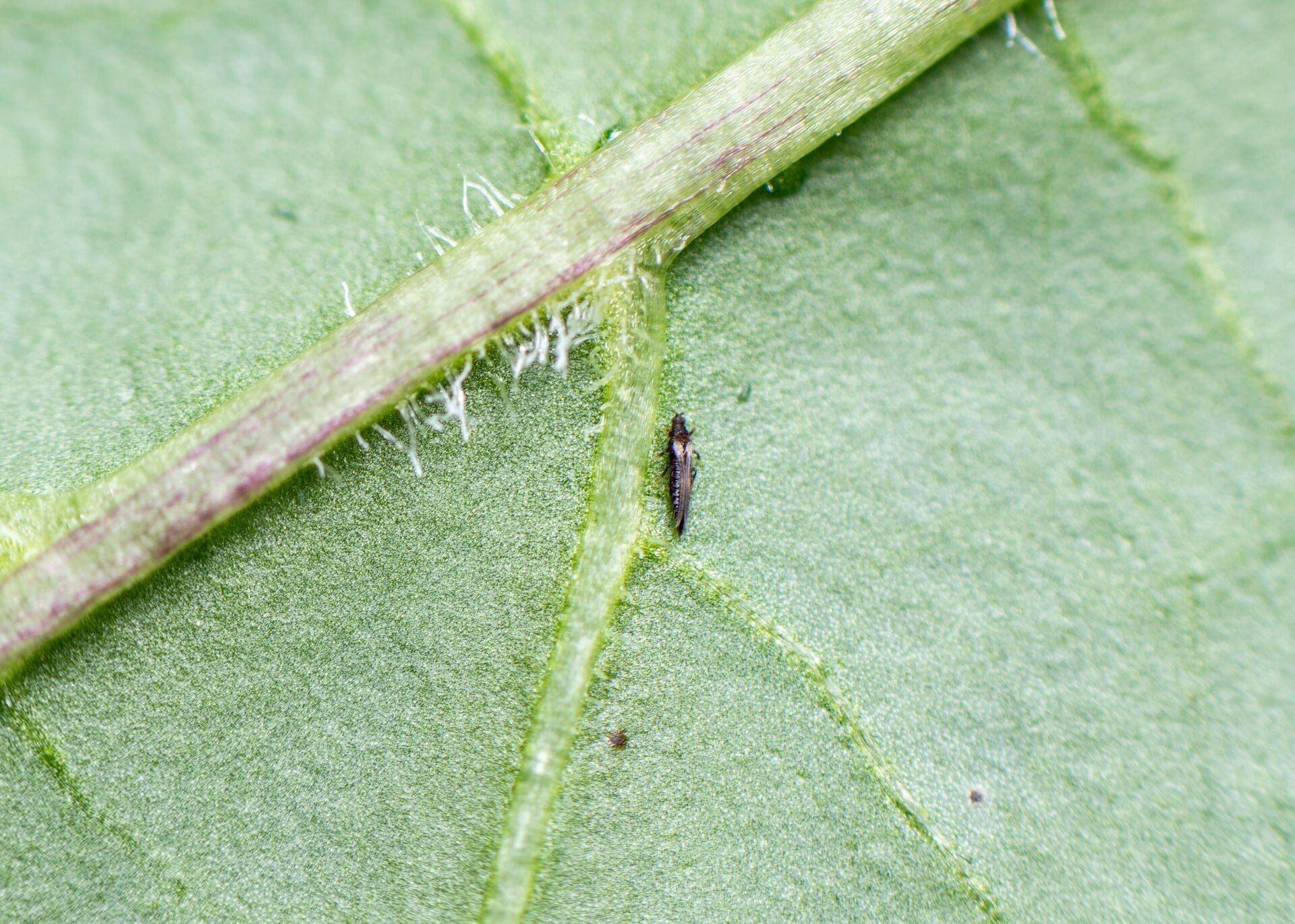 Lutter contre les thrips de manière naturelle avec des nématodes Thumb