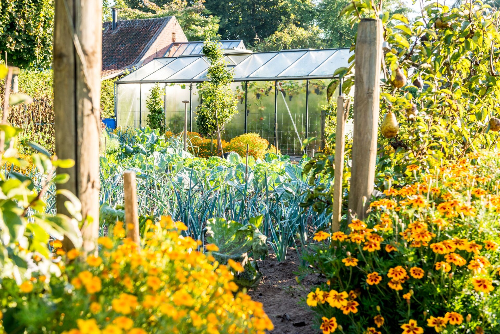 Des fleurs entre vos légumes : décoratives et utiles ! Thumb