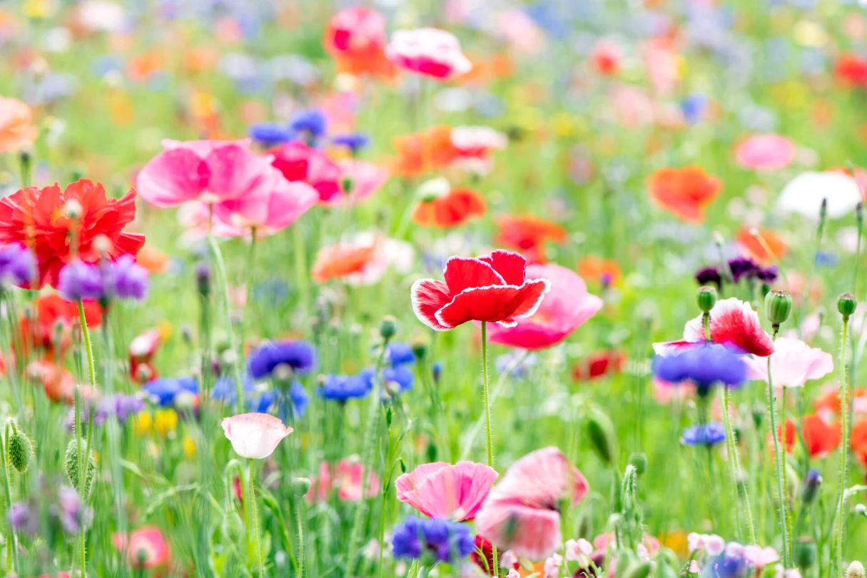Header image alt