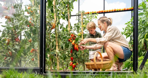 Le mildiou de la tomate ? Pas dans votre jardin ! Thumb