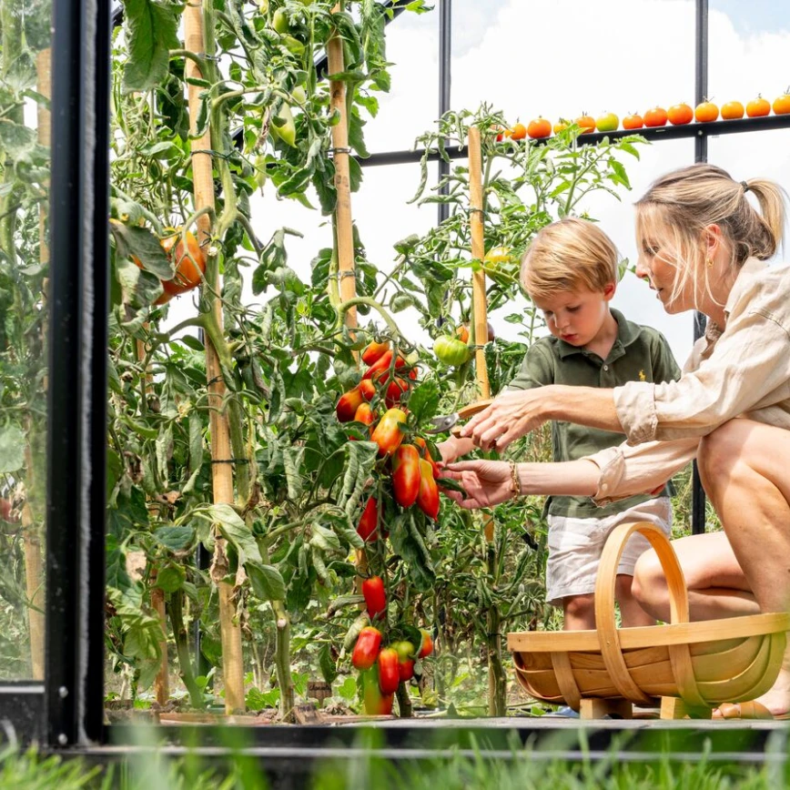 Le mildiou de la tomate ? Pas dans votre jardin ! Thumb