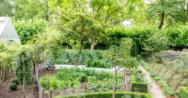 Le néflier, le mûrier et le cognassier : trois arbres fruitiers originaux pour le jardin Thumb