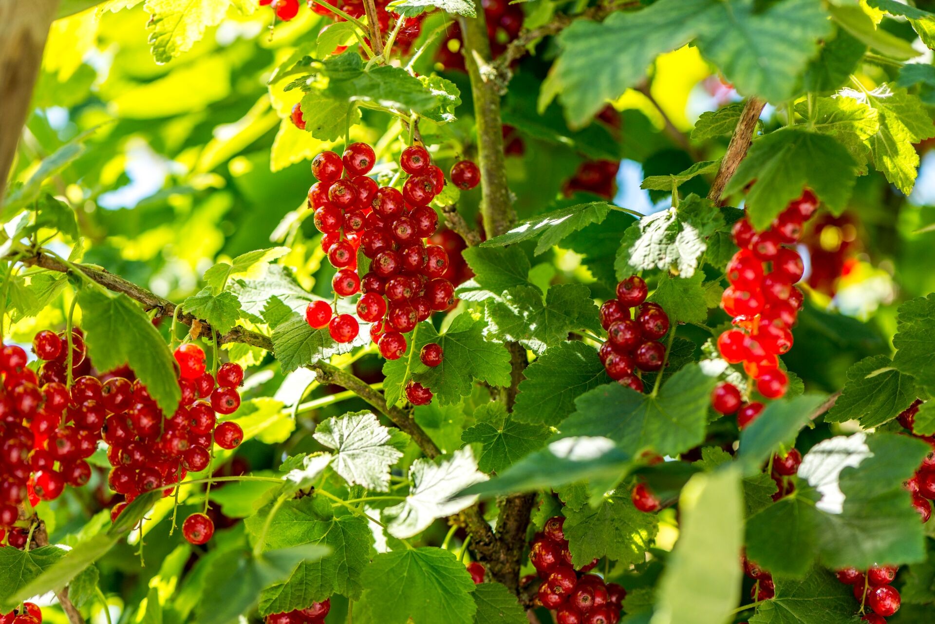 Voici comment réussir la plantation de baies dans votre jardin Thumb
