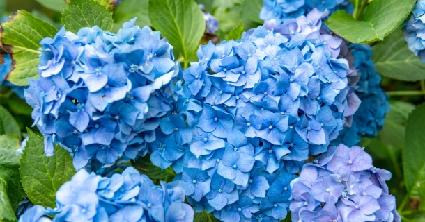 DCM ALUN pour des hortensias bleu foncé Thumb