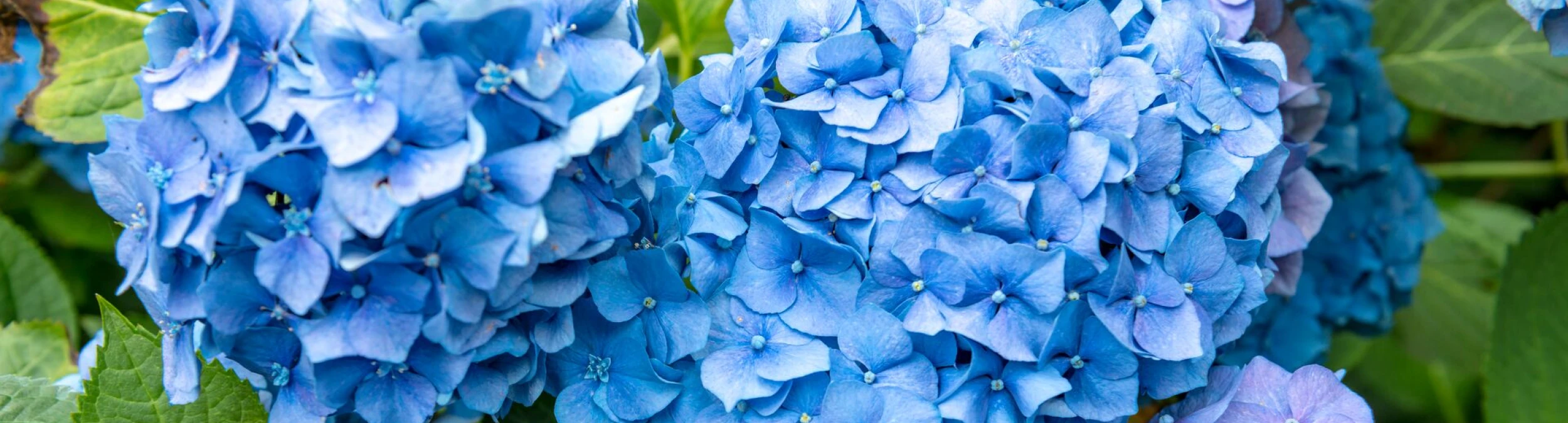 Header image alt
