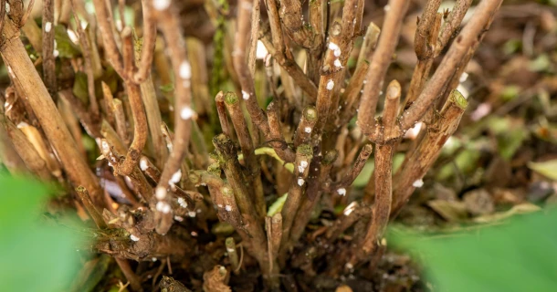 Comment se débarrasser des cochenilles à carapaces, cochenilles à bouclier et cochenilles farineuses ? Thumb