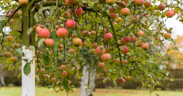 Comment fertiliser, entretenir et tailler les arbres fruitiers ? Thumb