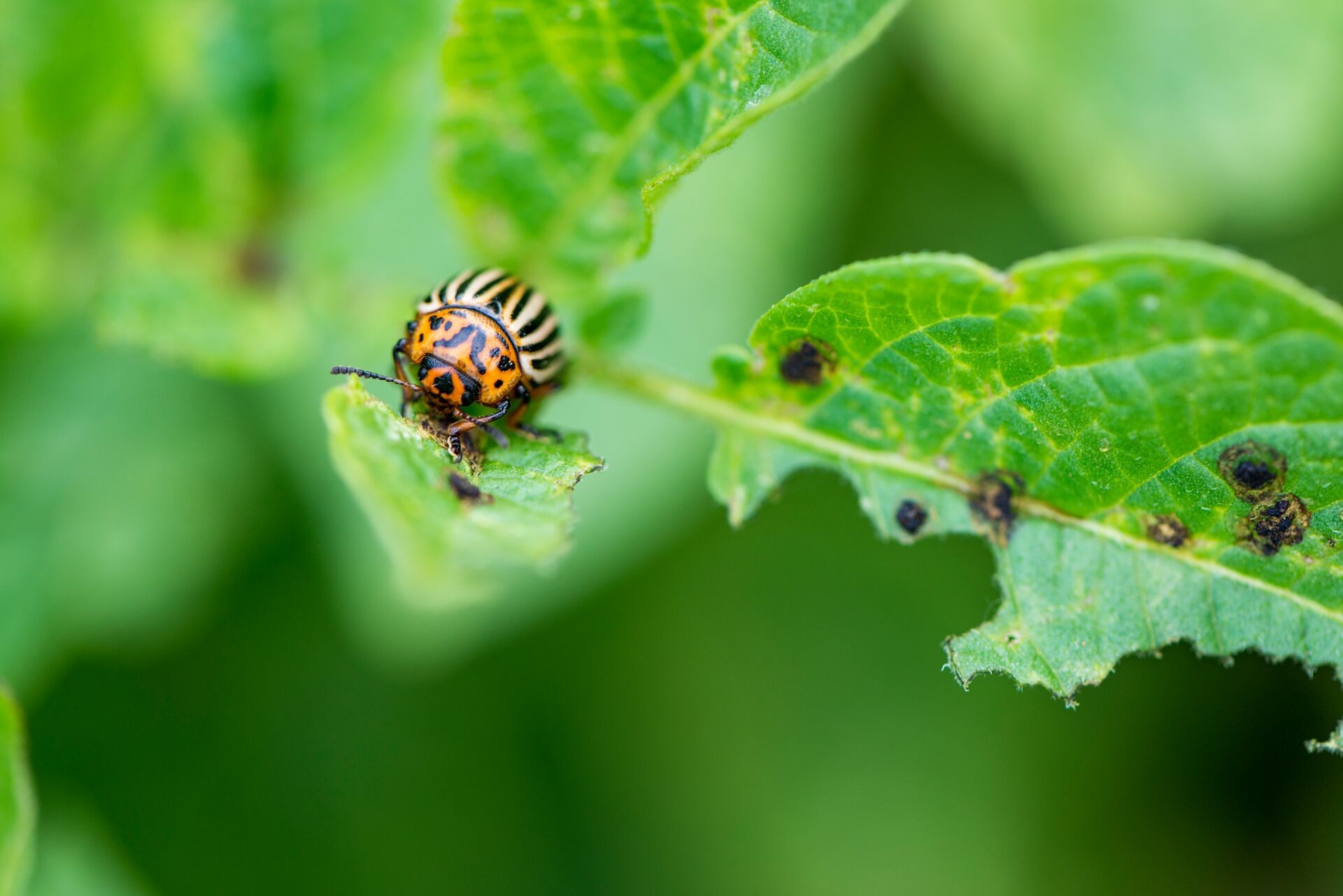 Lutter contre les doryphores avec des nématodes Thumb