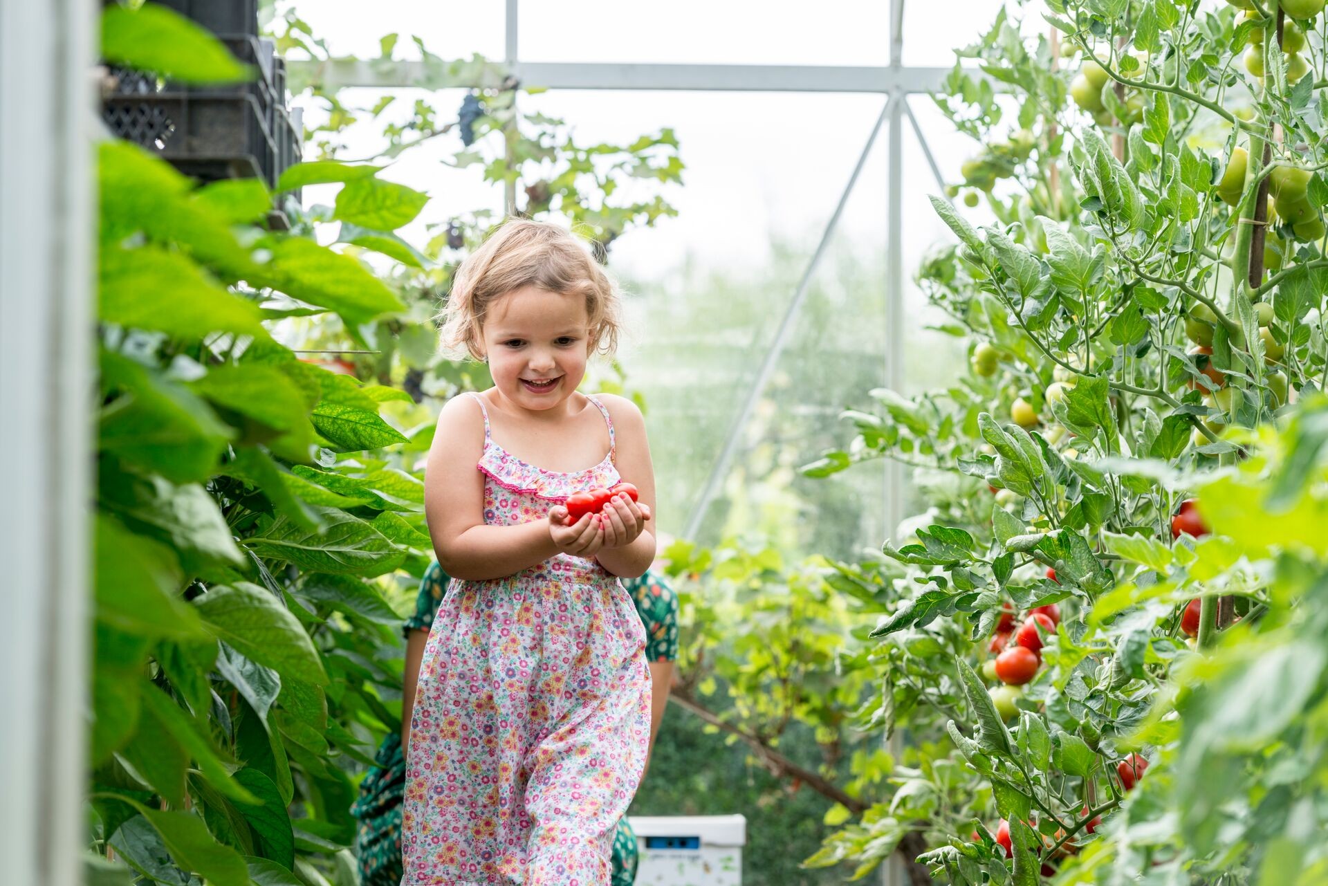 Cultiver et entretenir les tomates au potager ou dans la serre Thumb