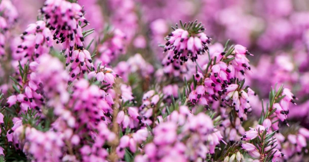 Des plantes plus lourdes et de meilleure qualité, avec moins de pertes dans la culture en conteneur d’Erica darleyensis avec DCM VIVISOL® Thumb