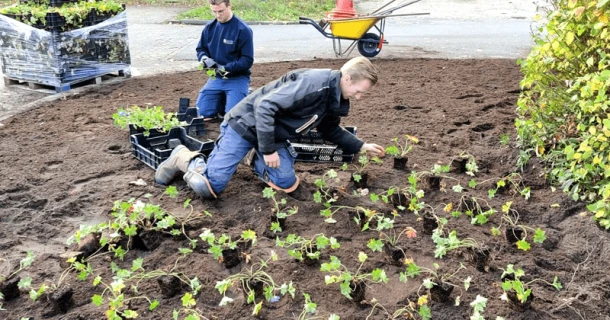Conseils de plantation et de fertilisation adaptés après une analyse de sol Thumb
