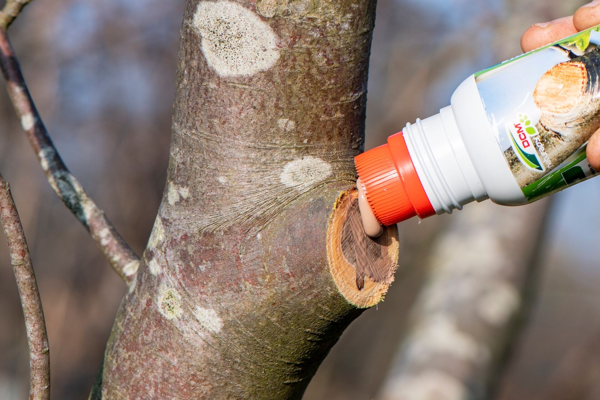 Taille des arbres : protégez bien les plaies de taille Thumb