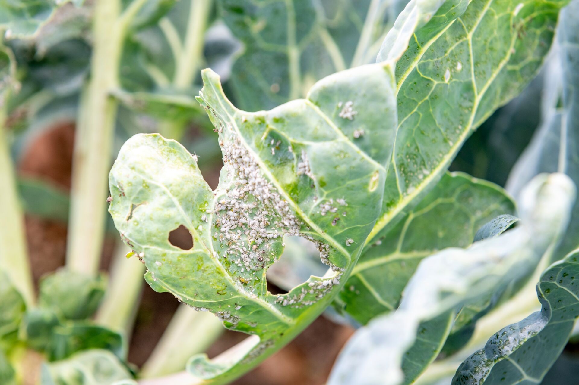 Lutter contre les pucerons dans la serre de jardin Thumb