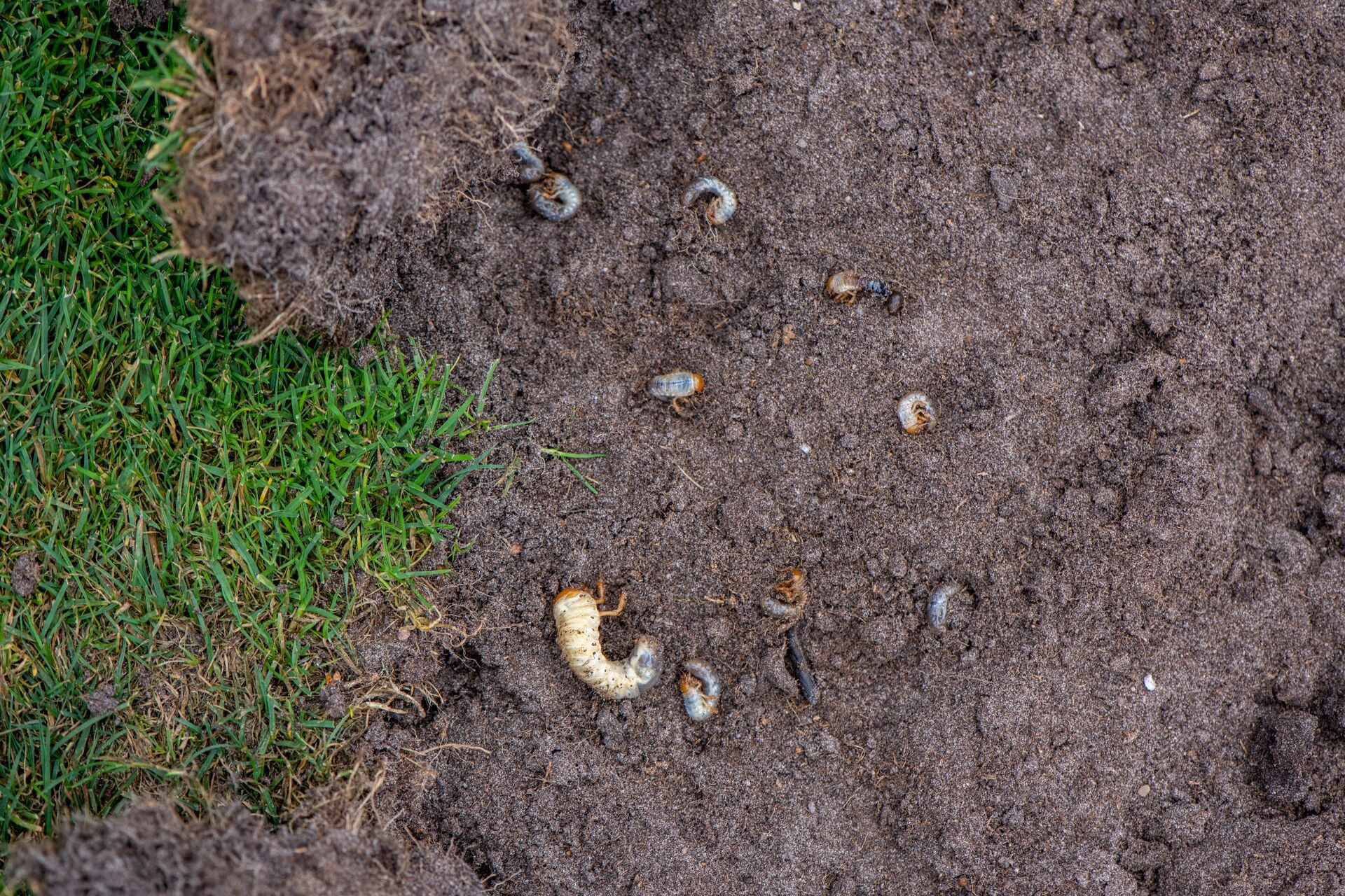 Summary image alt