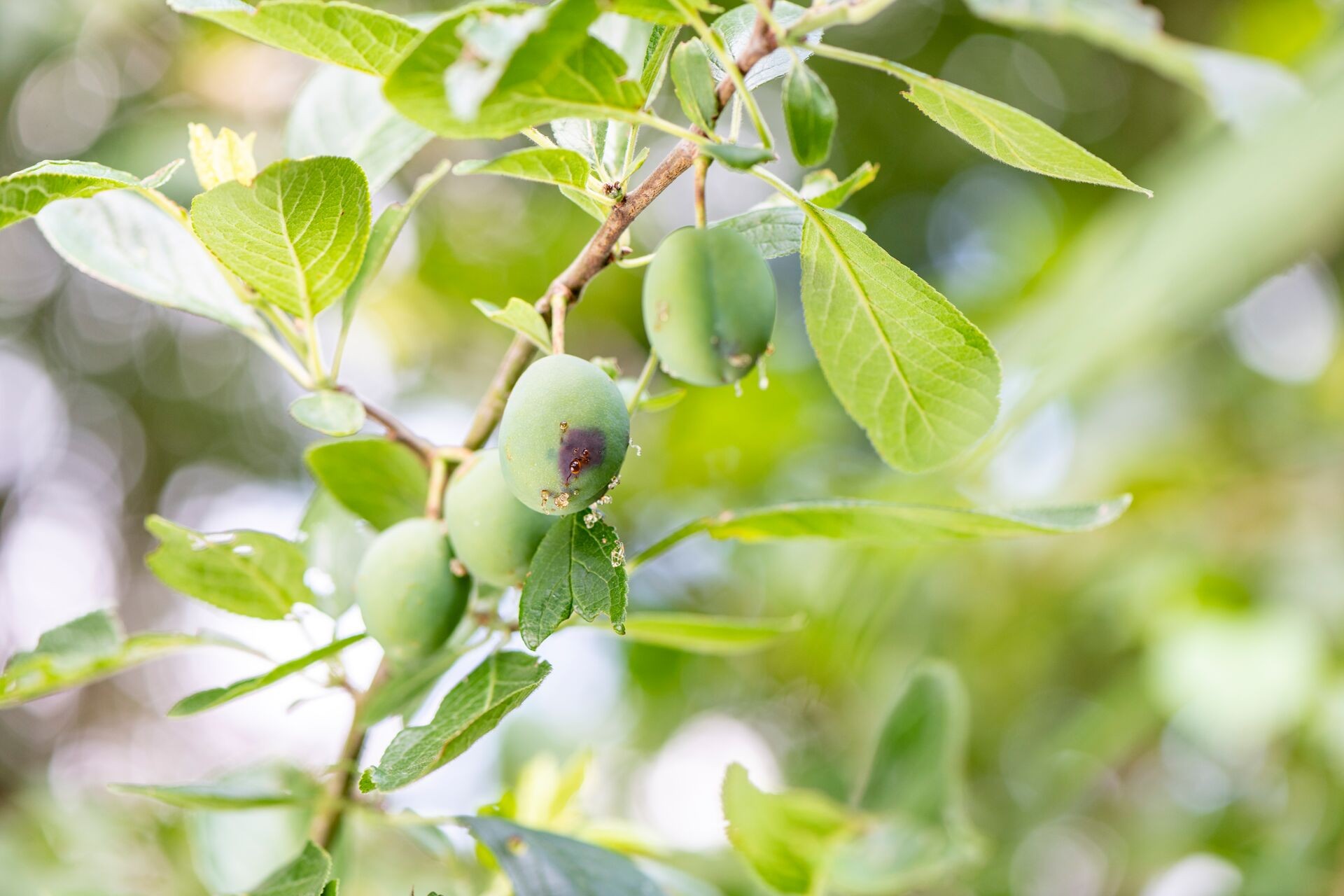 Lutter contre le carpocapse des prunes Thumb