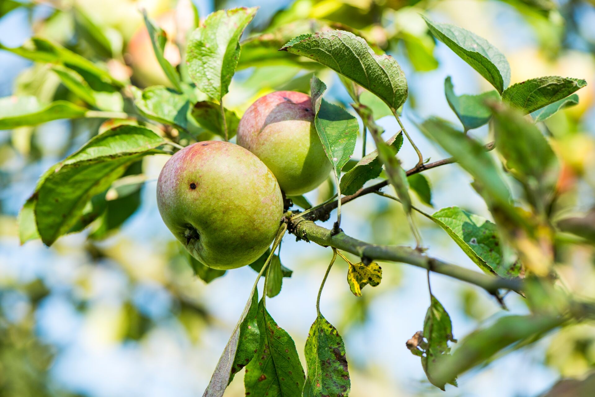 Lutter efficacement contre le carpocapse des pommes et des poires Thumb