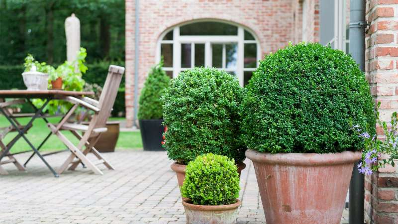 Planter le buis en pots Thumb