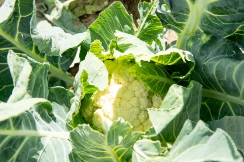 Résultat d'essai choux-fleurs BIO avec DCM ECOR® 3 Thumb