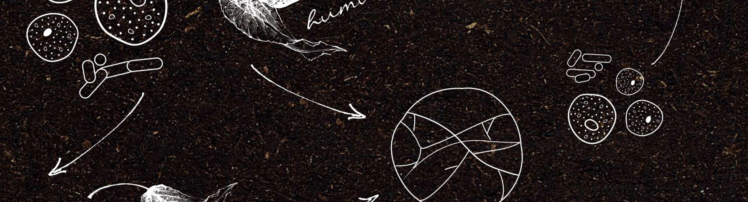 Header image alt