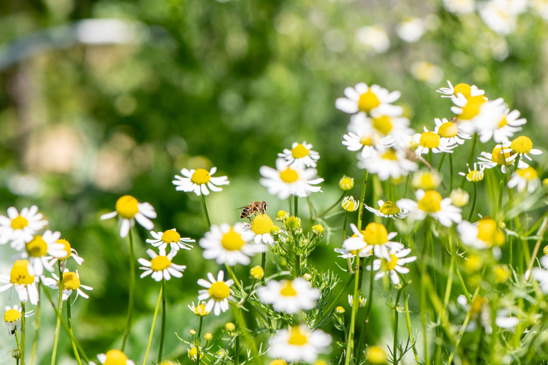8 conseils pour un jardin plus respectueux de la nature Thumb
