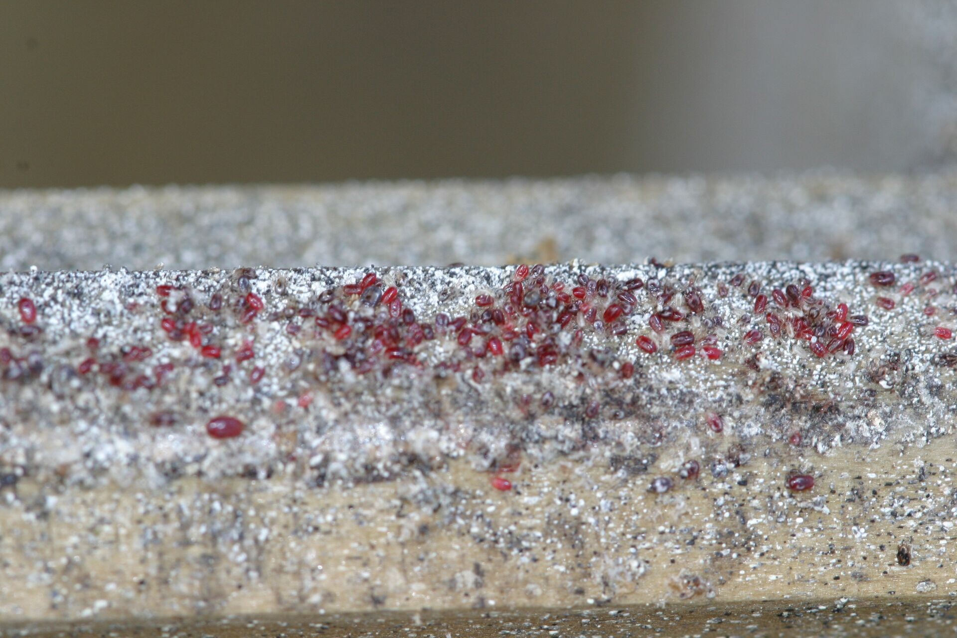 Header image alt
