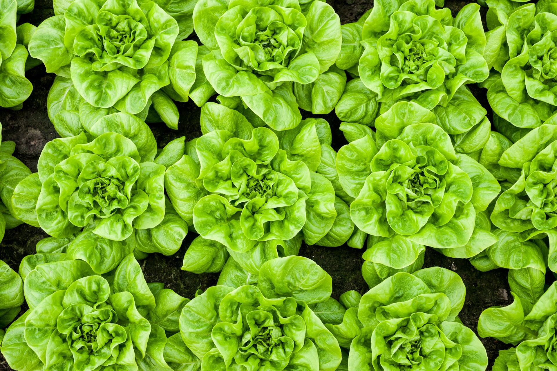 DCM UNI-MIX A, l’incontournable pour les laitues et les légumes feuilles Thumb