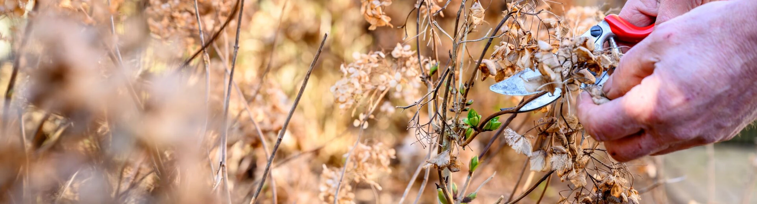 Header image alt