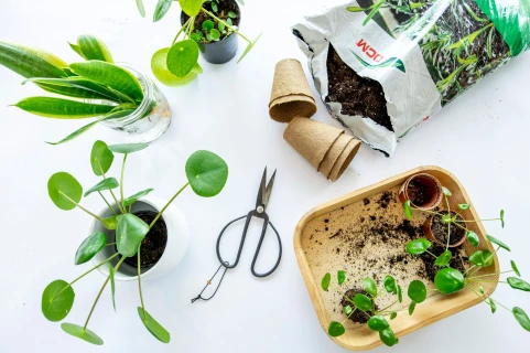 Bouturer vos propres plantes ? Voici comment procéder Thumb