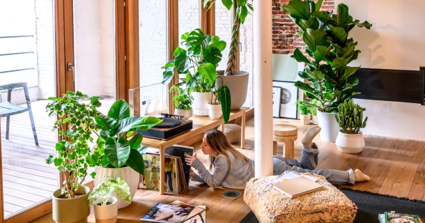Pourquoi votre plante d’intérieur a du mal à passer l’hiver : 8 signaux à ne pas ignorer Thumb