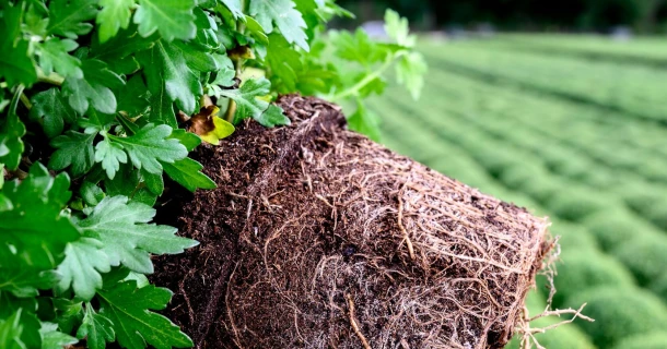 Fertilisation hybride : un petit ajustement pour un impact majeur Thumb