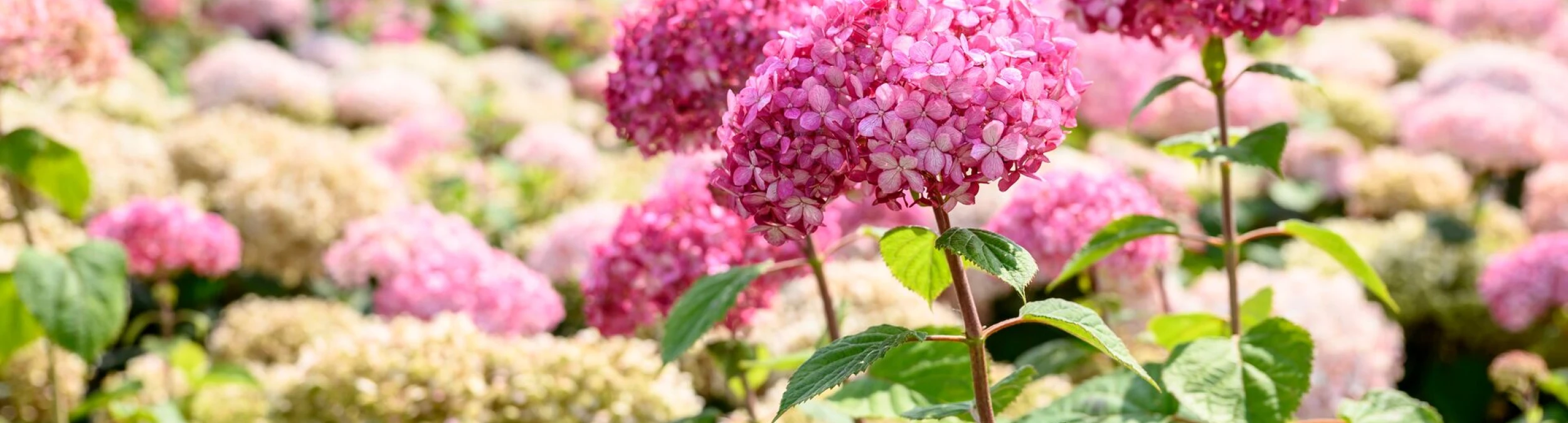 Header image alt