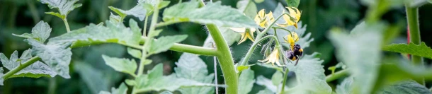 DCM PCM-03® : Premier produit de biocontrôle européen contre Clavibacter michiganensis en tomate Thumb