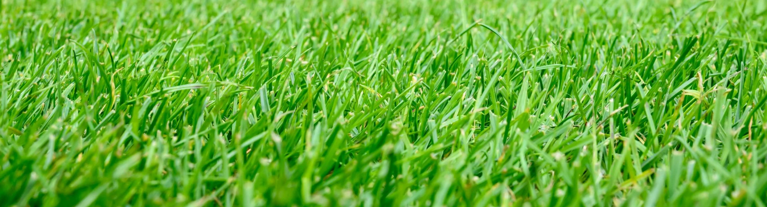 Header image alt