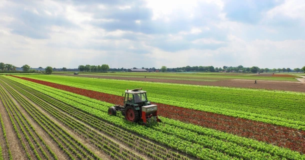 Fertiliser intelligemment en pleine terre : 5 façons d’utiliser plus efficacement les engrais Thumb