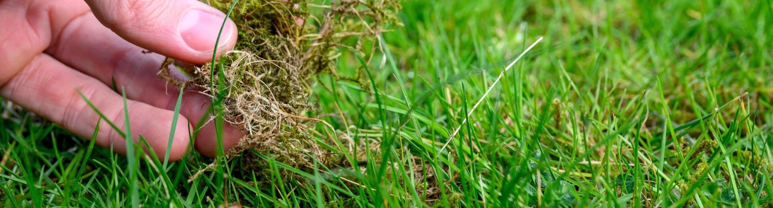 Header image alt