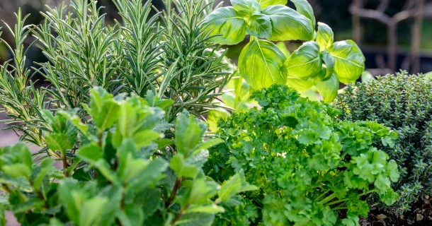 Tout ce que vous devez savoir pour réussir votre jardin de plantes aromatiques Thumb