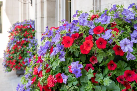 DCM AQUA BALANCE® : de l’eau quand vos plantes en ont besoin Thumb