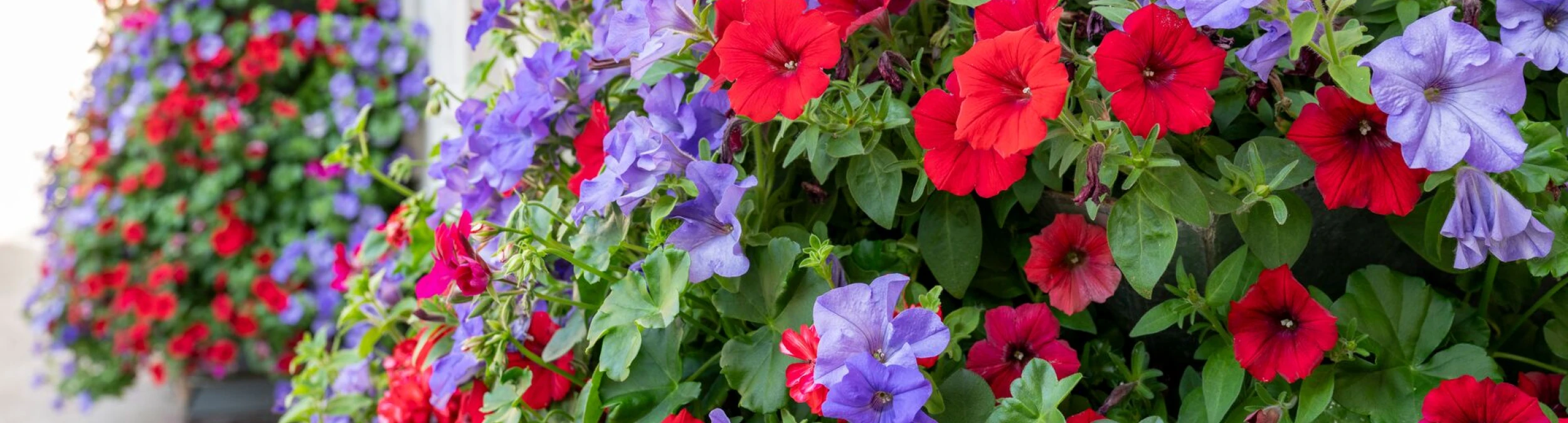 Header image alt