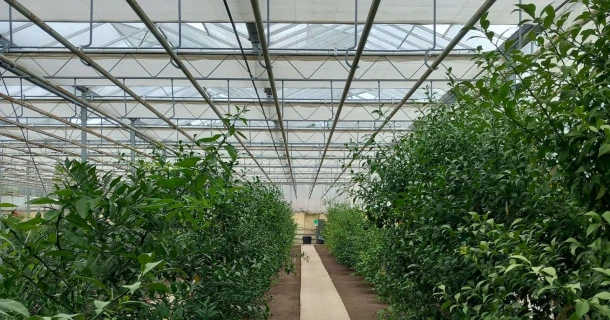 Moins de stress salin, plus de croissance : Belyuzu à propos de la culture des agrumes avec DCM REDU-ACT® Thumb