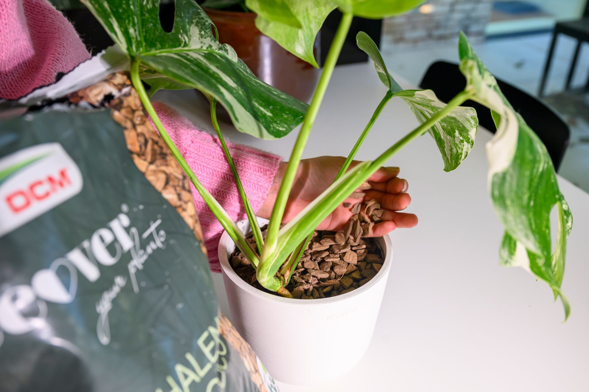Donnez à vos plantes d'intérieur un nouveau look Thumb