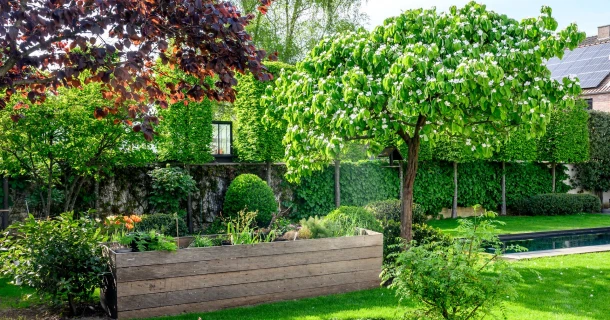 Une (petite) forêt nourricière dans votre jardin ? Voici comment commencer ! Thumb