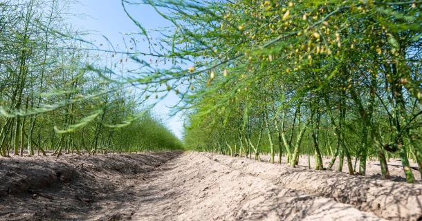 DCM VIVISOL® lors de la plantation d’asperges Thumb